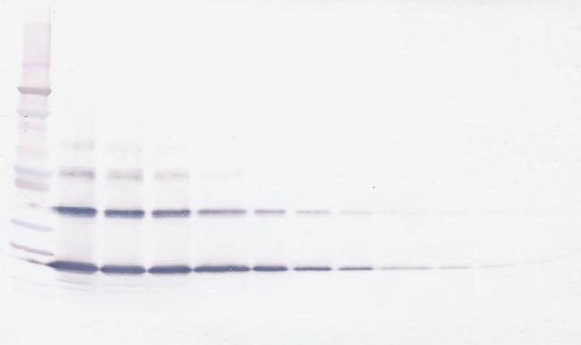 RANKL (soluble) Antibody in Western Blot (WB)
