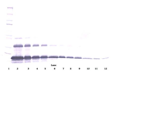 TNFR1 (soluble) Antibody in Western Blot (WB)
