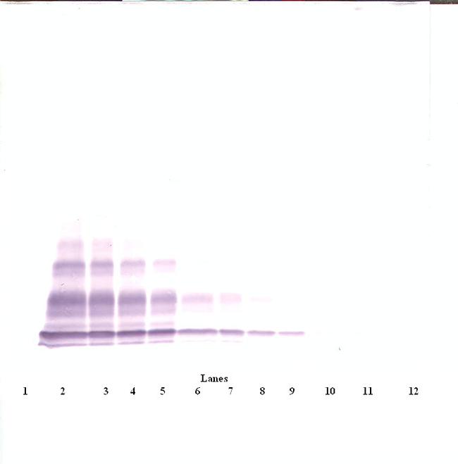 CXCL6 Antibody in Western Blot (WB)