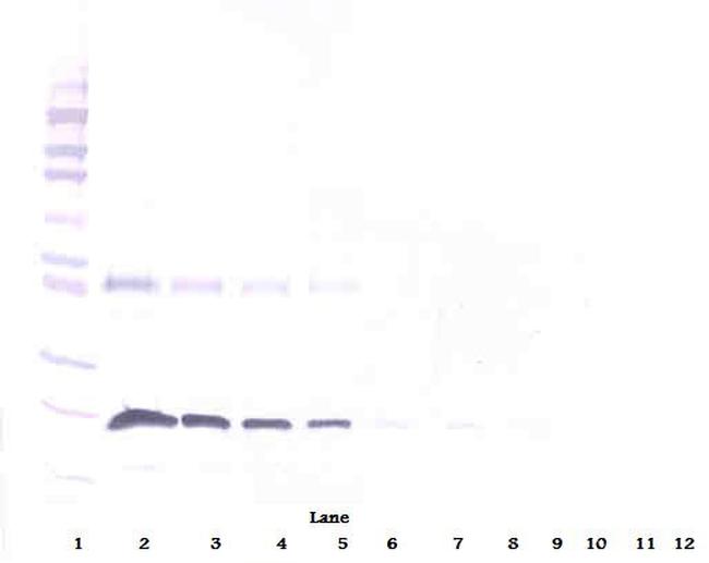 CD137 Antibody in Western Blot (WB)