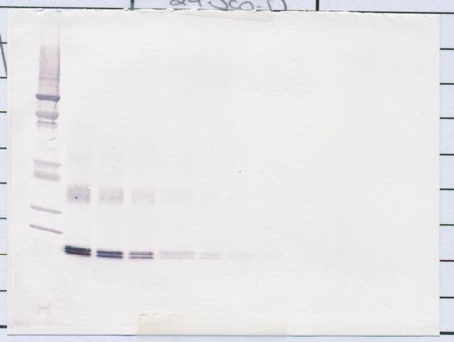 IL-10 Antibody in Western Blot (WB)