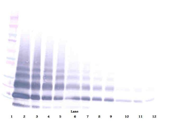 RELM beta Antibody in Western Blot (WB)