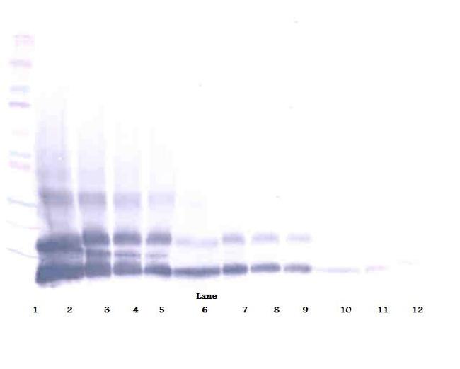 RELM beta Antibody in Western Blot (WB)