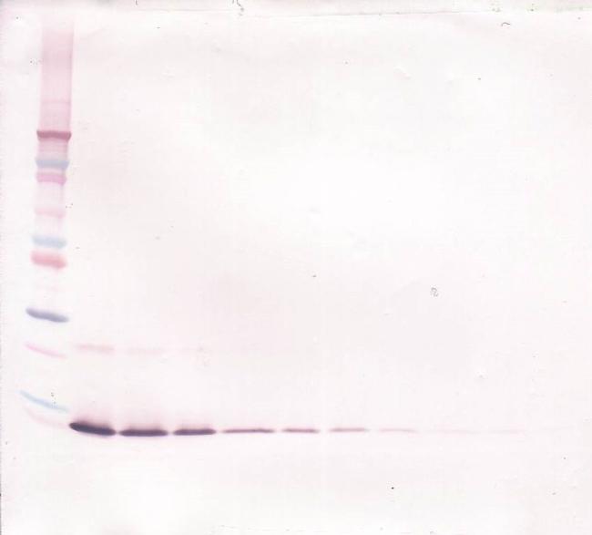 IL-13 Antibody in Western Blot (WB)