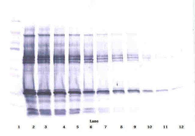 IGFBP-1 Antibody in Western Blot (WB)