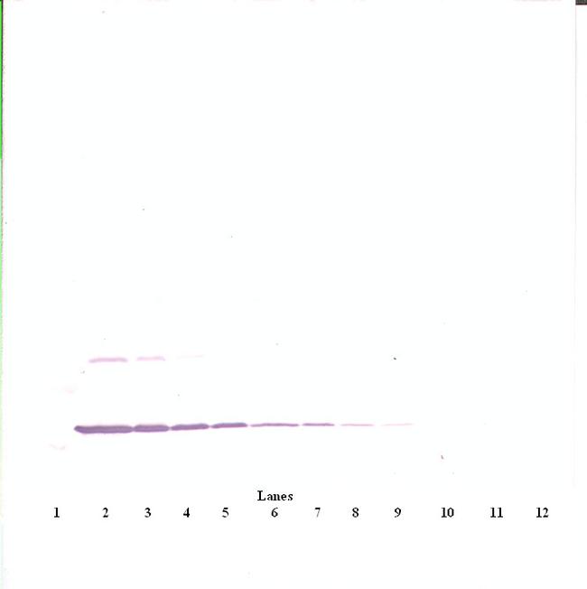 IL-3 Antibody in Western Blot (WB)