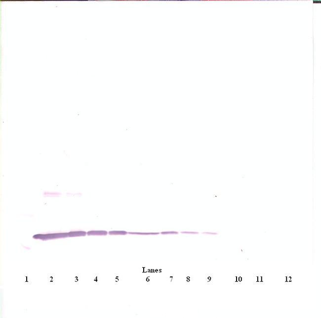 IL-3 Antibody in Western Blot (WB)