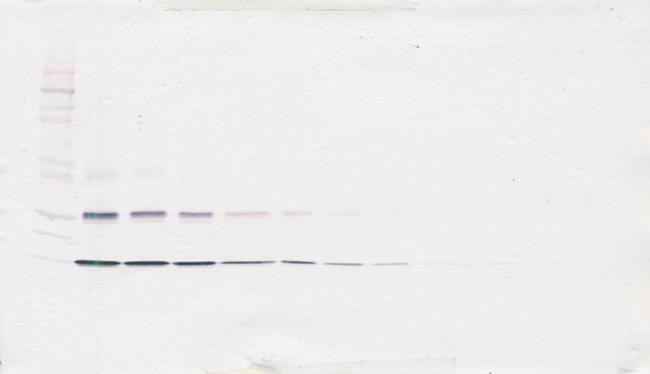 IL-31 Antibody in Western Blot (WB)