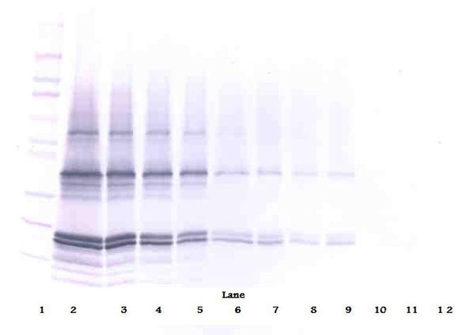 p16INK4a-TAT Antibody in Western Blot (WB)