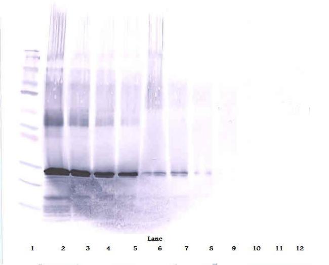 Oncostatin M Antibody in Western Blot (WB)