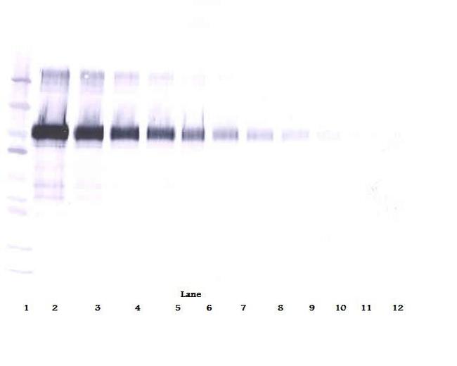 VCAM-1 Antibody in Western Blot (WB)