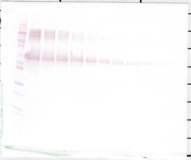 Osteopontin Antibody in Western Blot (WB)