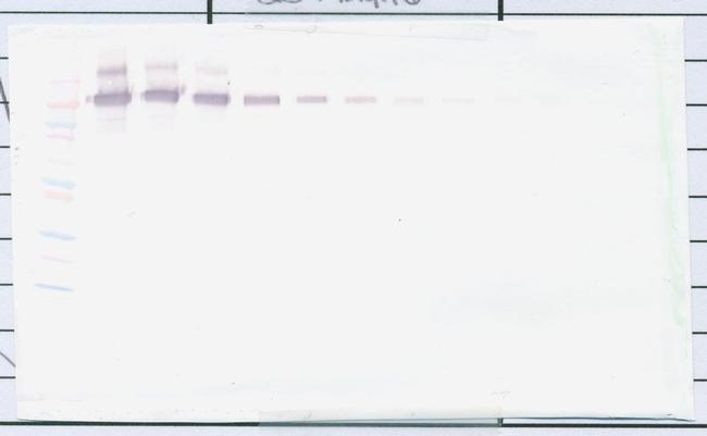 PD-L1 Fc Antibody in Western Blot (WB)