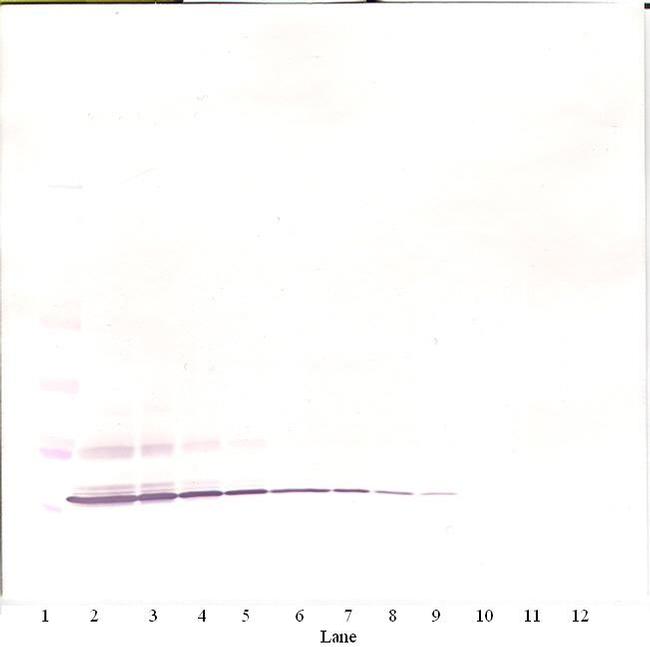 Eotaxin Antibody in Western Blot (WB)