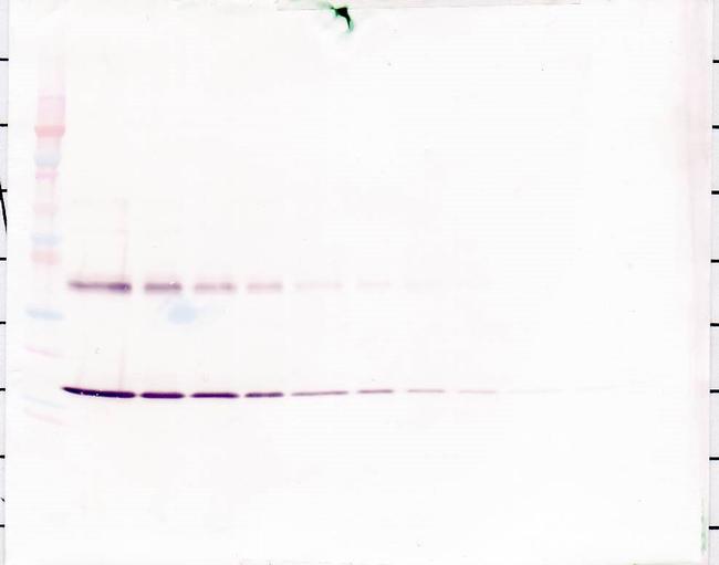 IL-1 alpha Antibody in Western Blot (WB)