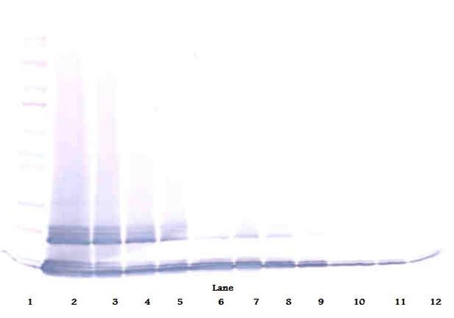 MCP-5 Antibody in Western Blot (WB)