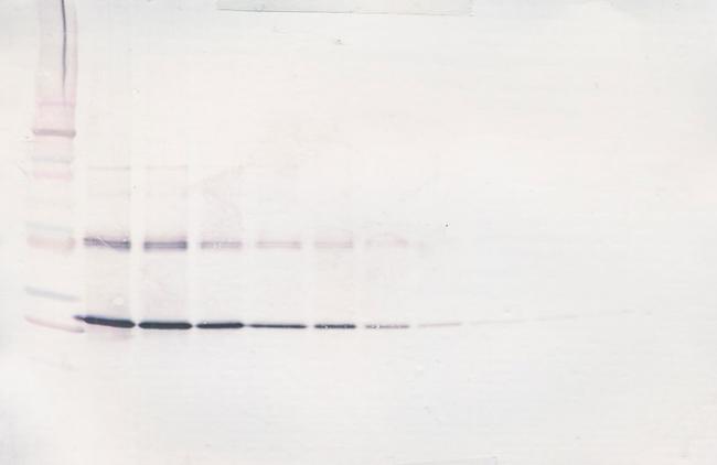 CNTF Antibody in Western Blot (WB)