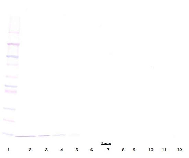 NTF3 Antibody in Western Blot (WB)