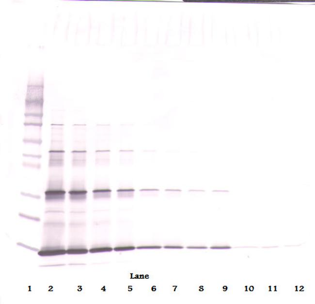 Leptin Antibody in Western Blot (WB)