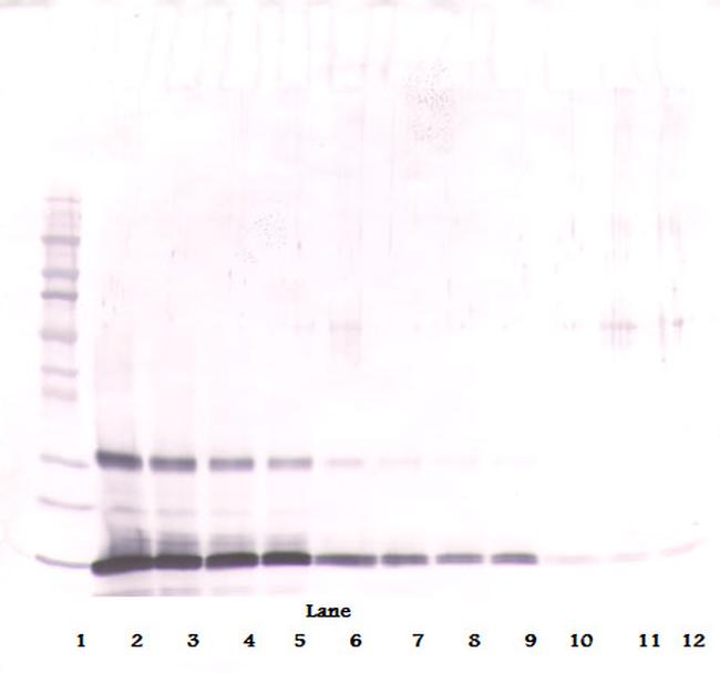 Leptin Antibody in Western Blot (WB)