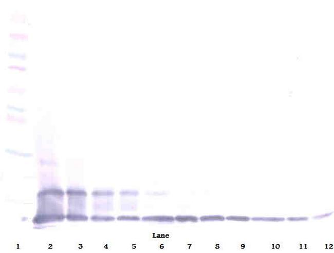 CX3CL1 Antibody in Western Blot (WB)