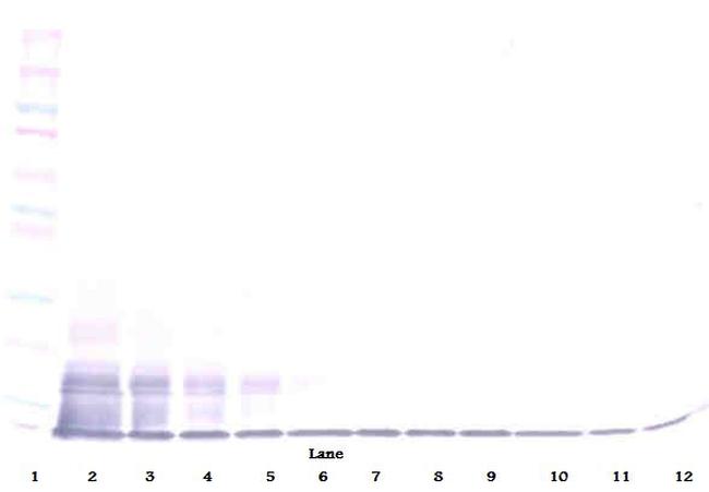 CX3CL1 Antibody in Western Blot (WB)