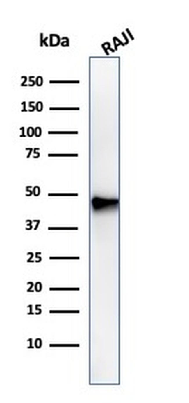 PAX5/BSAP Antibody in Western Blot (WB)