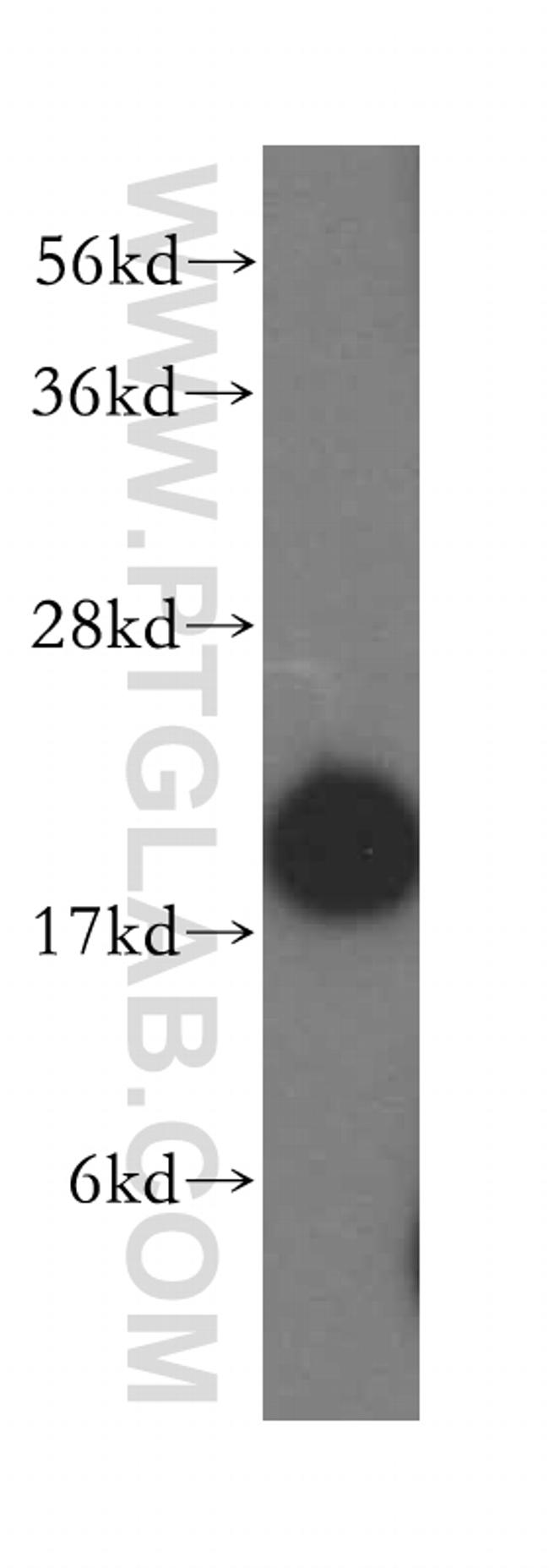 UBC9 Antibody in Western Blot (WB)