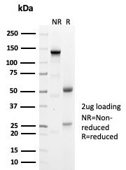 Geminin/DNA Replication Inhibitor Antibody in SDS-PAGE (SDS-PAGE)
