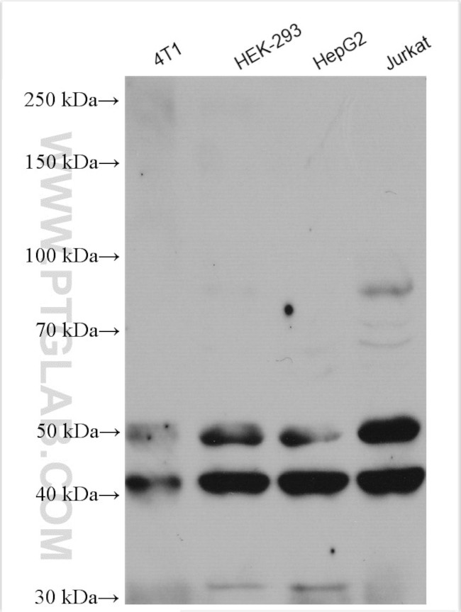 JNK Antibody in Western Blot (WB)