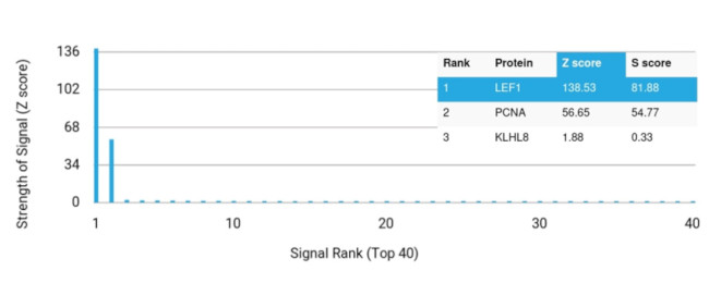 LEF1/TCF1 alpha (Transcription Factor) Antibody in Peptide array (ARRAY)