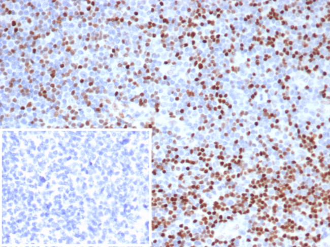 LEF1/TCF1 alpha (Transcription Factor) Antibody in Immunohistochemistry (Paraffin) (IHC (P))