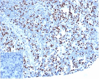 LEF1/TCF1 alpha (Transcription Factor) Antibody in Immunohistochemistry (Paraffin) (IHC (P))