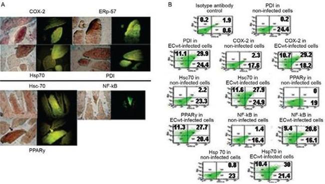 NFkB p50 Antibody in Immunocytochemistry, Immunohistochemistry, Flow Cytometry (ICC/IF, IHC, Flow)