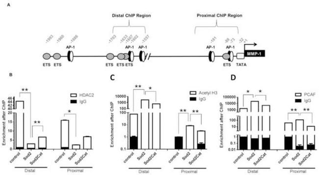 HDAC2 Antibody in ChIP Assay (ChIP)