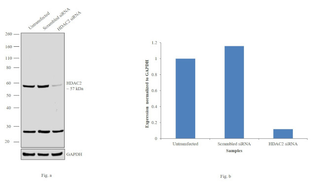 HDAC2 Antibody