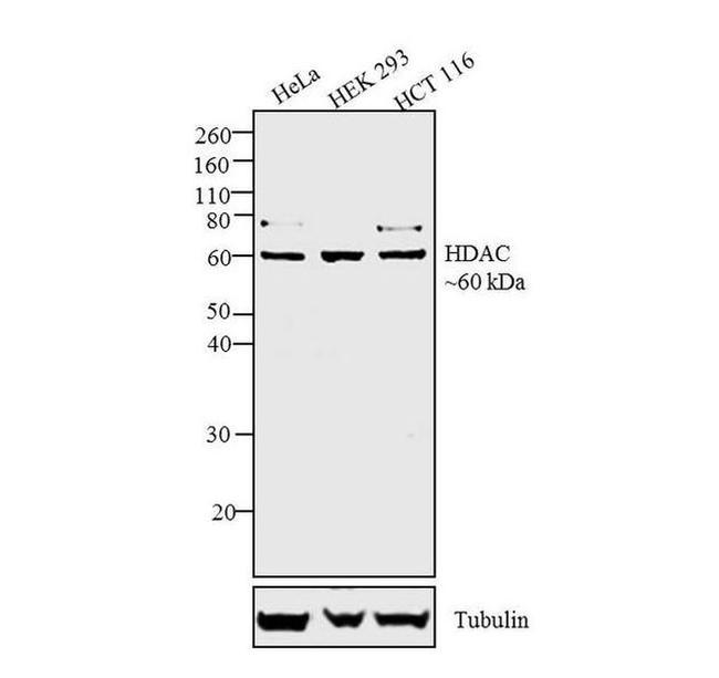 HDAC2 Antibody in Western Blot (WB)