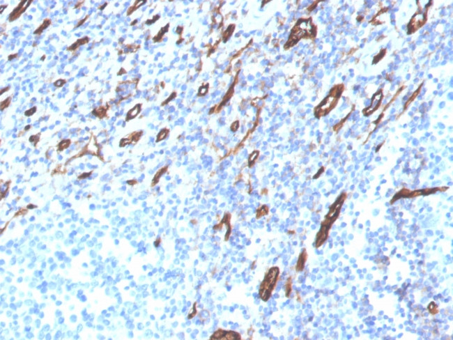 CD31/PECAM-1 Antibody in Immunohistochemistry (Paraffin) (IHC (P))