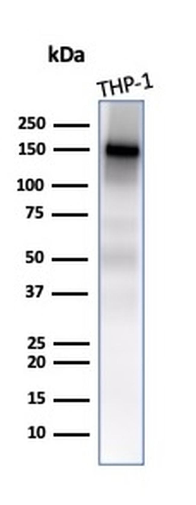 CD31/PECAM-1 Antibody in Western Blot (WB)