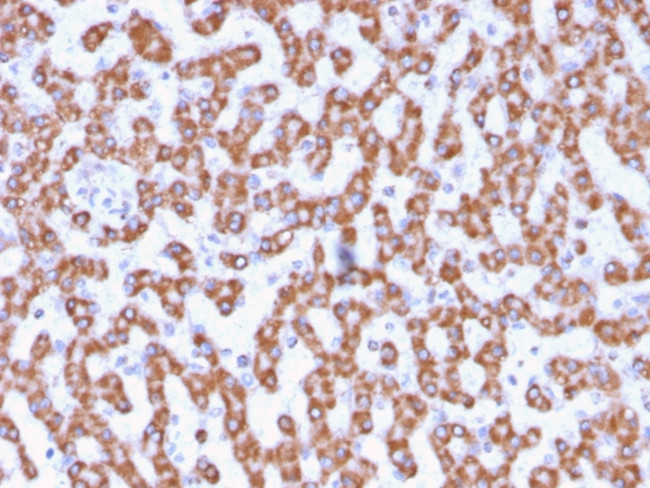 Prohibitin Antibody in Immunohistochemistry (Paraffin) (IHC (P))