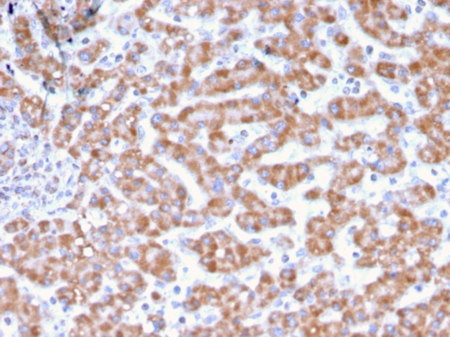 Prohibitin (Mitochondrial Marker) Antibody in Immunohistochemistry (Paraffin) (IHC (P))