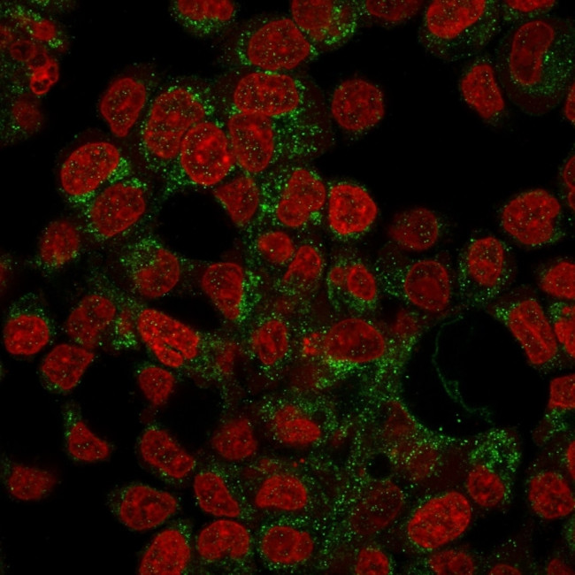 Prohibitin Antibody in Immunocytochemistry (ICC/IF)