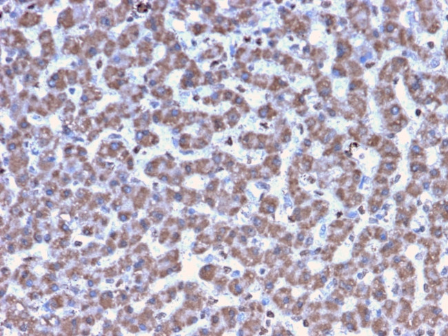 Prohibitin Antibody in Immunohistochemistry (Paraffin) (IHC (P))