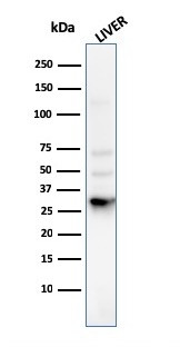 Prohibitin (Mitochondrial Marker) Antibody in Western Blot (WB)