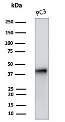 SERPINB5/Maspin Antibody in Western Blot (WB)
