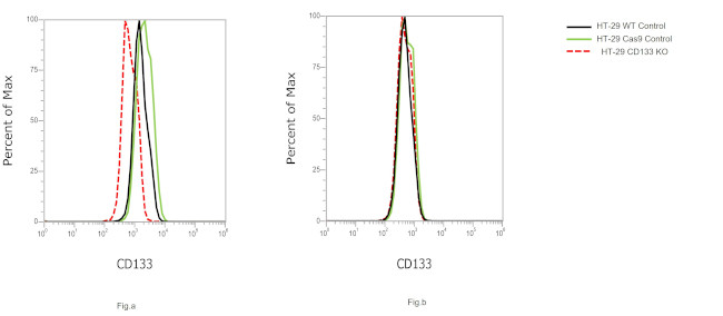 CD133 (Prominin-1) Antibody