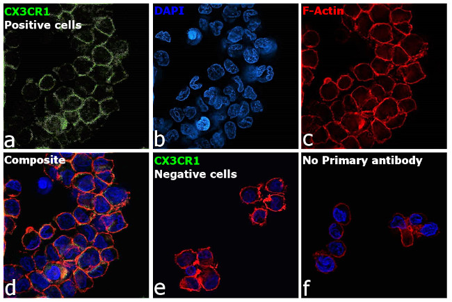 CX3CR1 Antibody in Immunocytochemistry (ICC/IF)