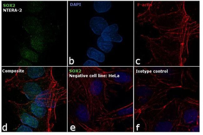 SOX2 Monoclonal Antibody (Btjce), Alexa Fluor™ 488, eBioscience™