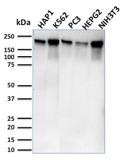 RNA Polymerase II Antibody in Western Blot (WB)