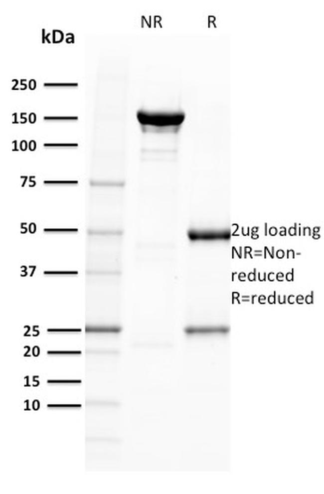 BOB.1 Antibody in SDS-PAGE (SDS-PAGE)